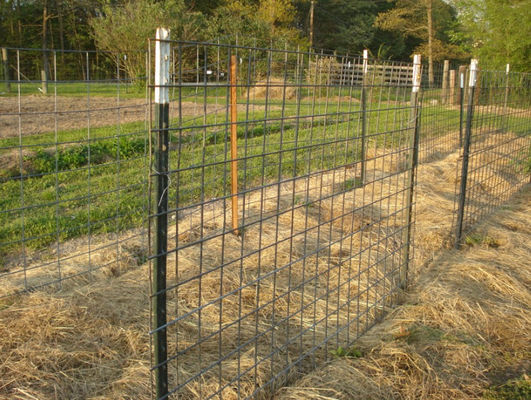 حصار مزرعه گالوانیزه 6 فوت فولادی میخدار T پست با استفاده از