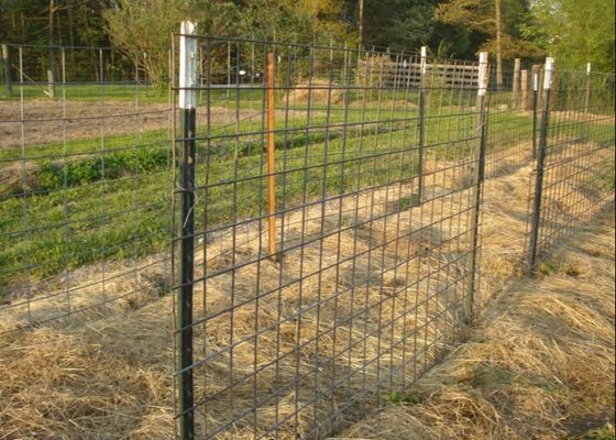 Farm Fence 8ft 1.25lb Steel Studded T Post green پوشش داده شده